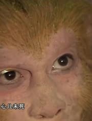 西游记精彩片段-视频在线观看-小老虎1990