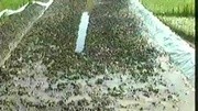 农技推广蝴蝶养殖技术第一集特种养殖蜜蜂长的是什么样的图片