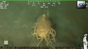 国外潜水员在深海拍到奇怪的生物,远观疑似古代长发男子图片