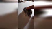【地图】牵引绳,让它怀疑鼠生?银饲料与鹦鹉仓鼠混养用什么龙鱼图片